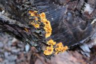 Funky fungus in the woods at Toolbrunup