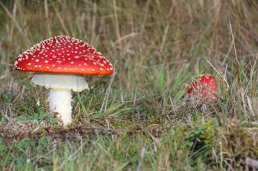 Little & large mushrooms on the Kepler Track